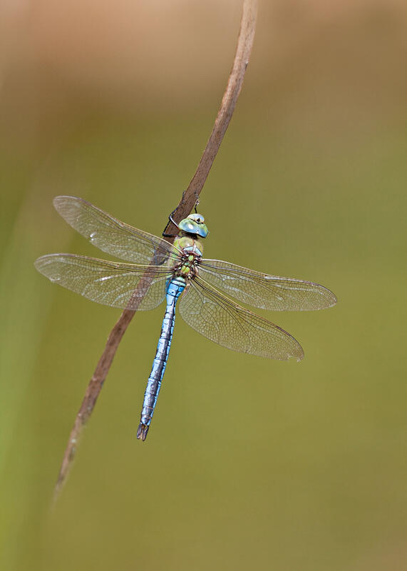 emperor dragonfly