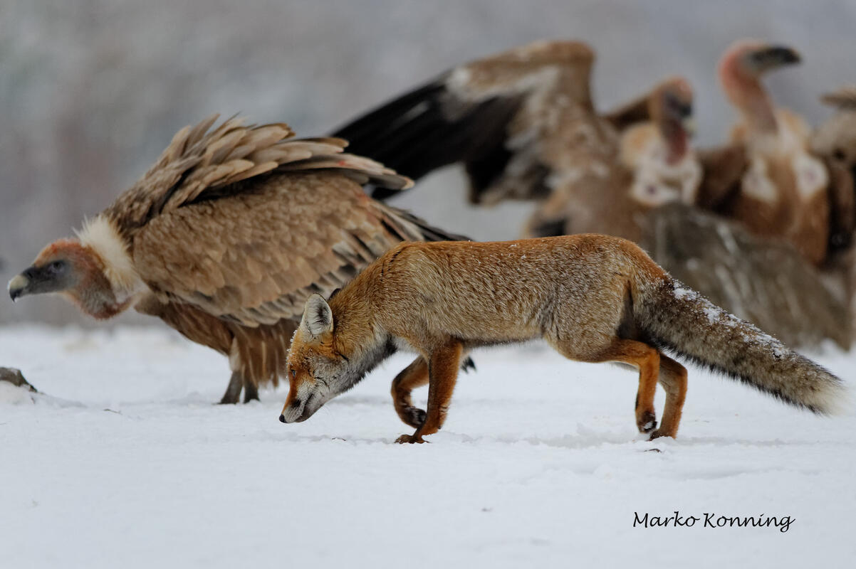 Marko Koenig, Griffon Vultureс and Red Fox