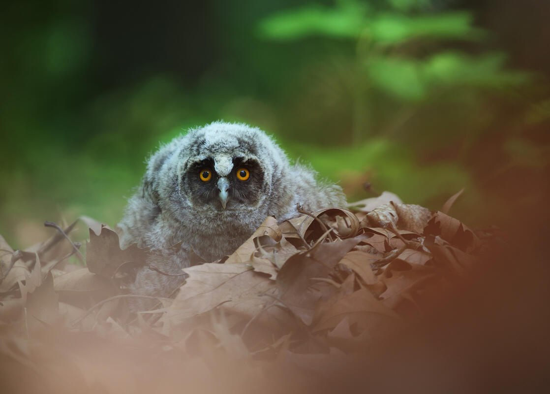 Long-eared Owl / Asio otus/