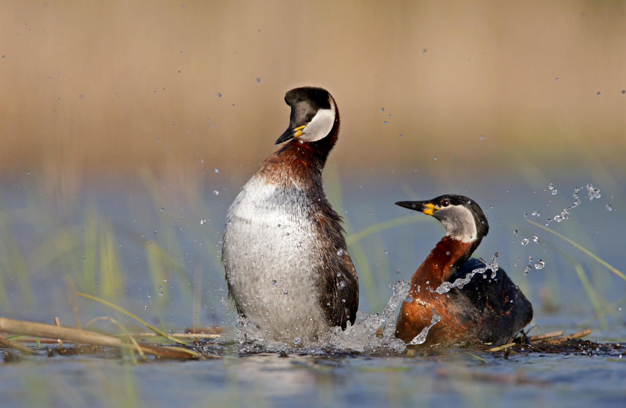 Red-Necked Grebe /Podiceps grisegena /