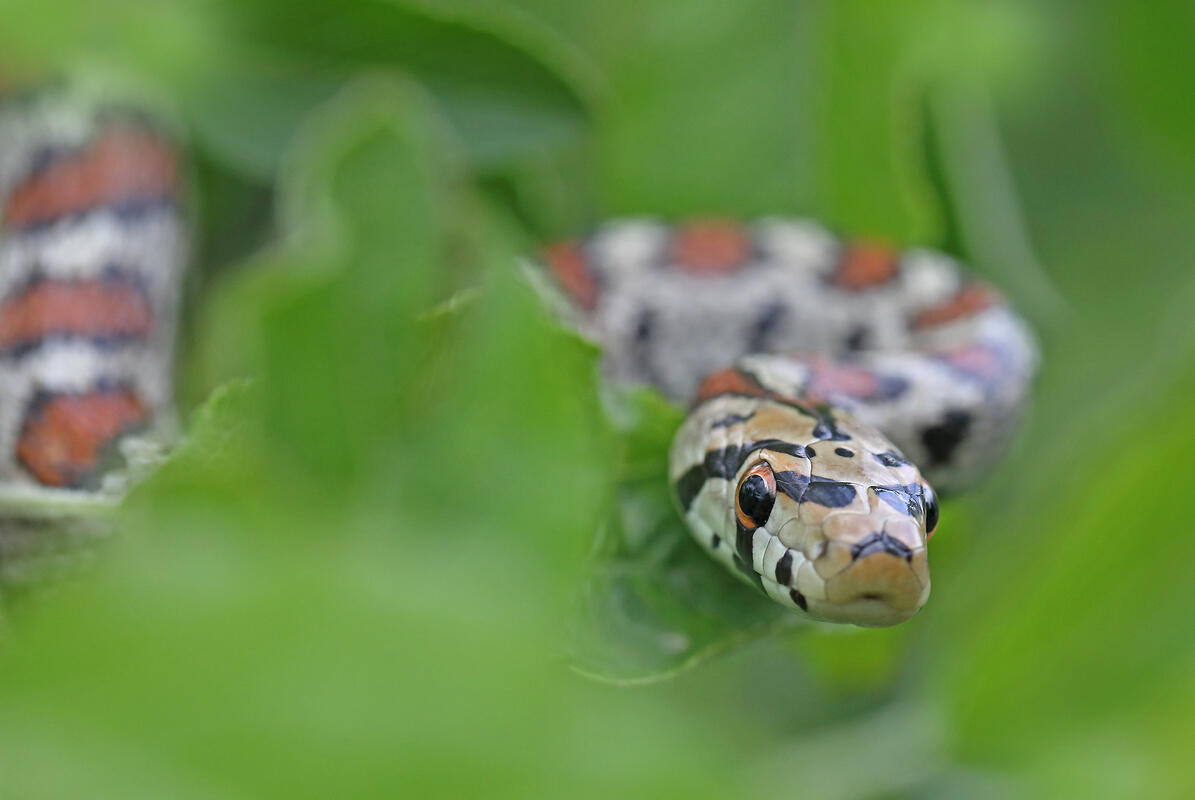 European ratsnake/Zamenis situla/