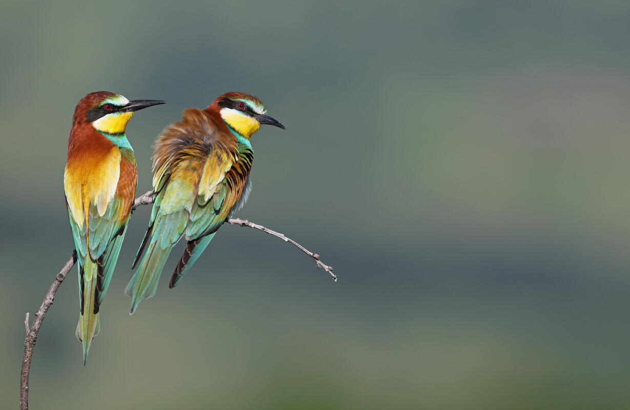 Bee-eater /Merops apiaster/