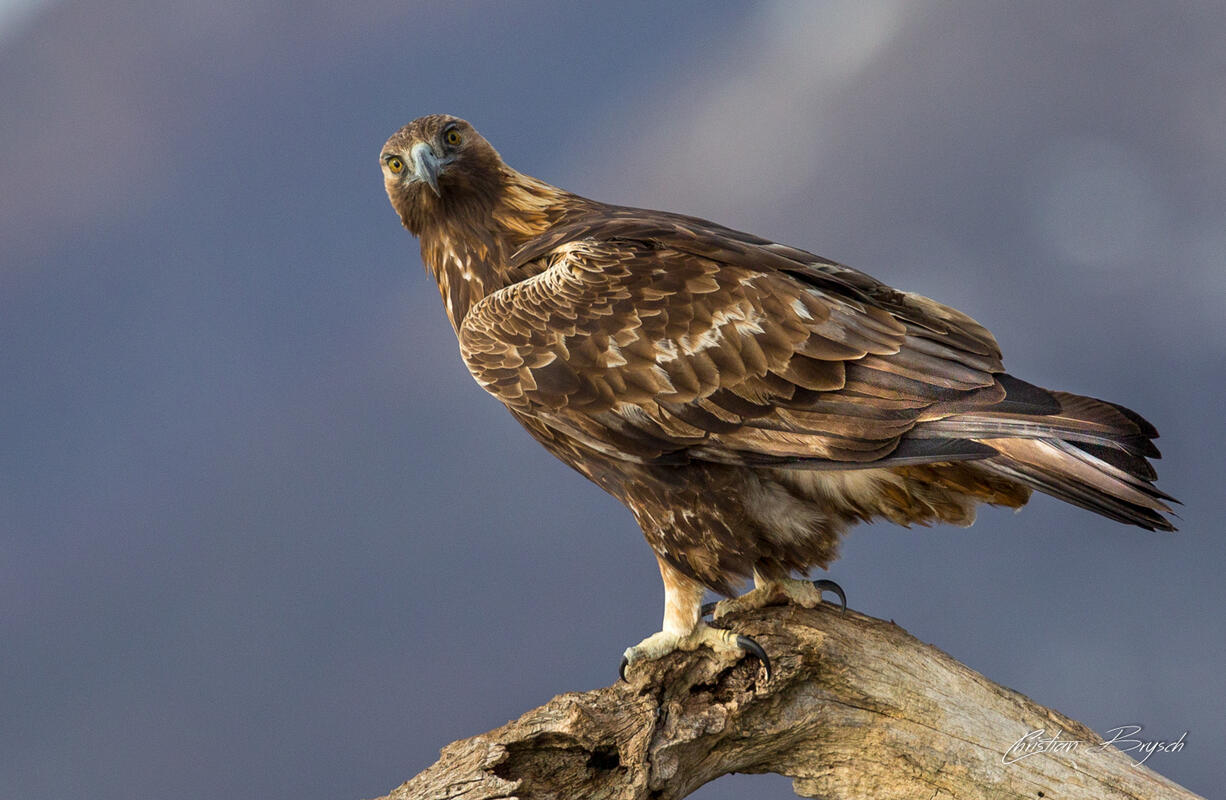 Christian Brysch, Golden eagle