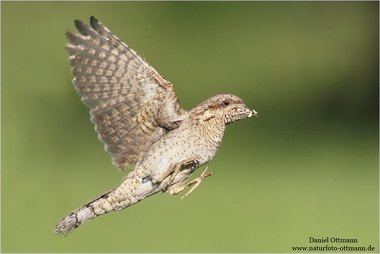 Daniel Ottmann, Wryneck /Jynx torquilla/