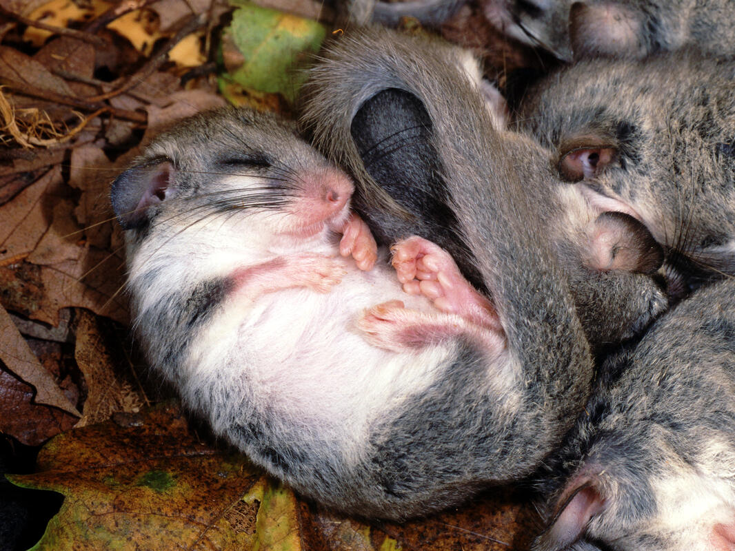 Edible Dormouse /Glis glis/