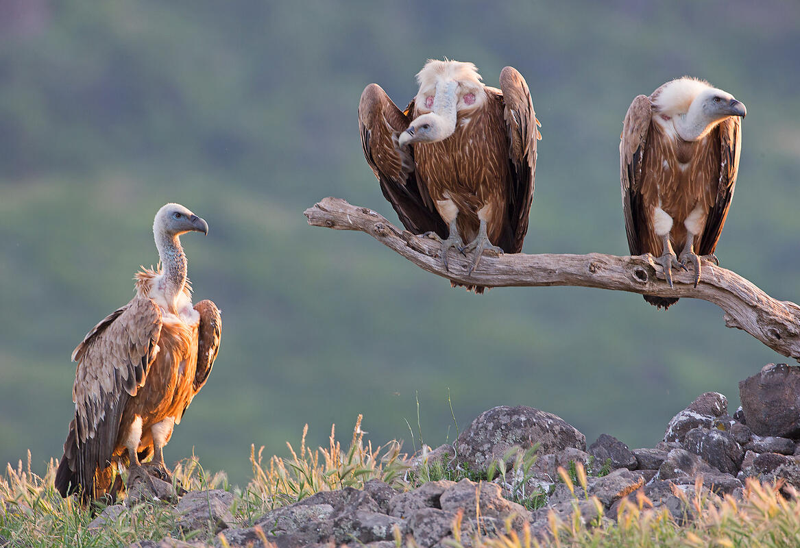 Eurasian griffon vulture (Gyps fulvus)