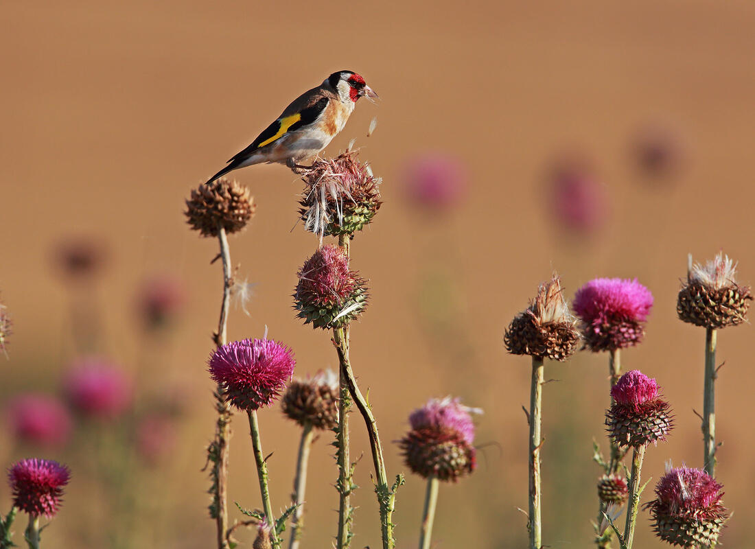Goldfinch /Carduelis carduelis/