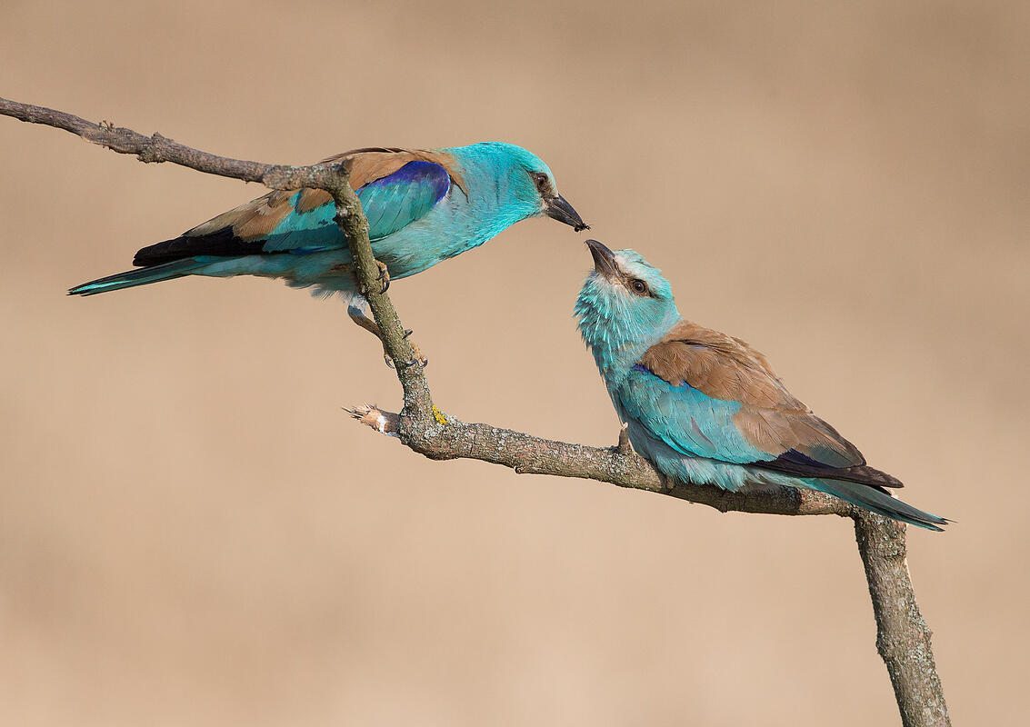European roller