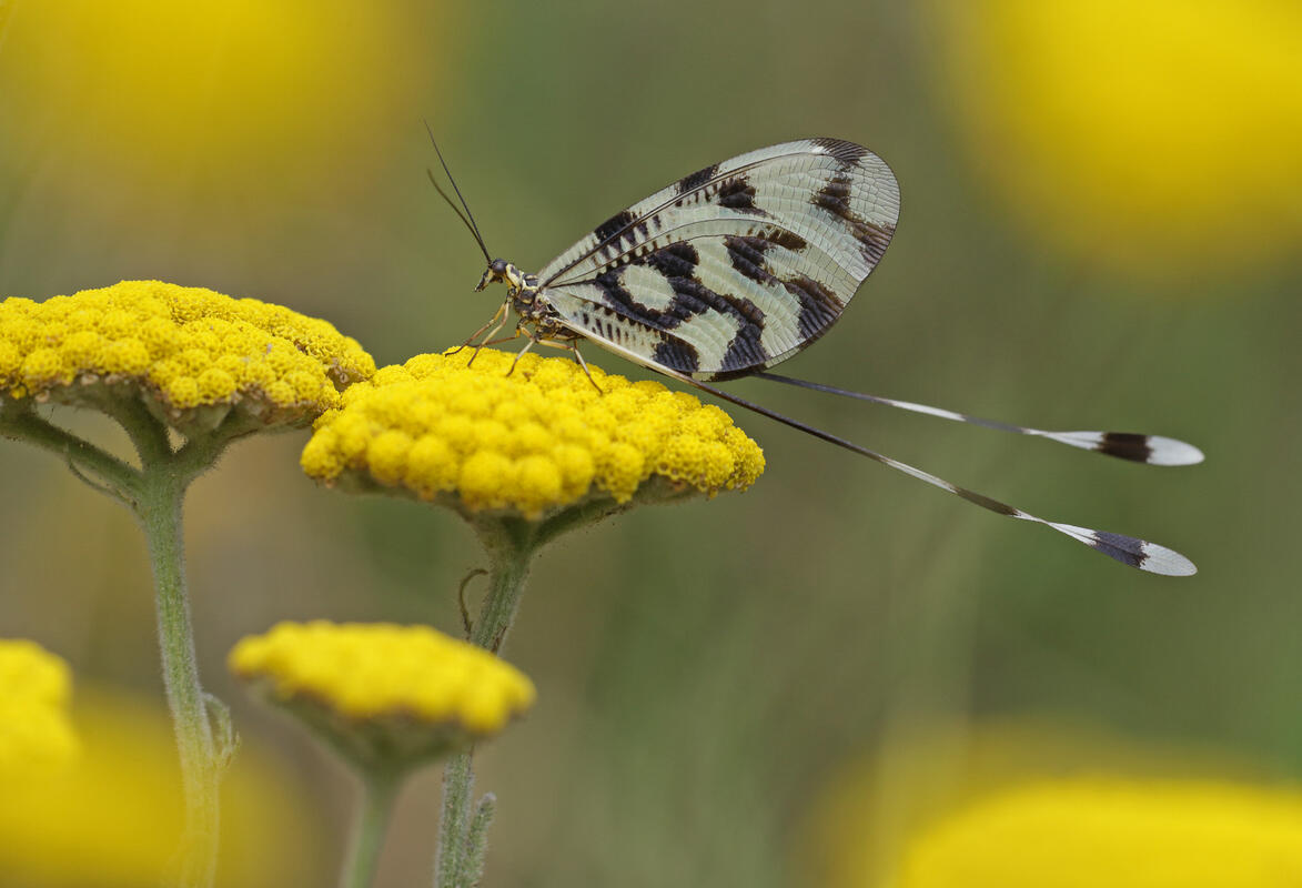 Nemoptera sinuata