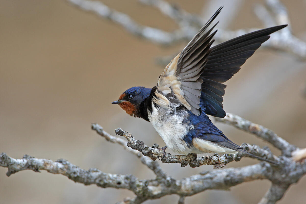 Barn Swallow / Hirundo rustica/