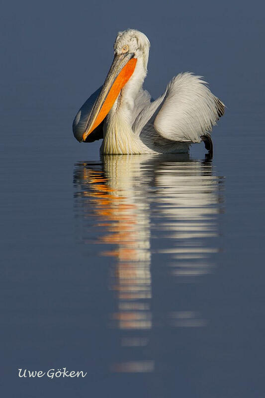 Uwe Göken, Dalmatian pelican