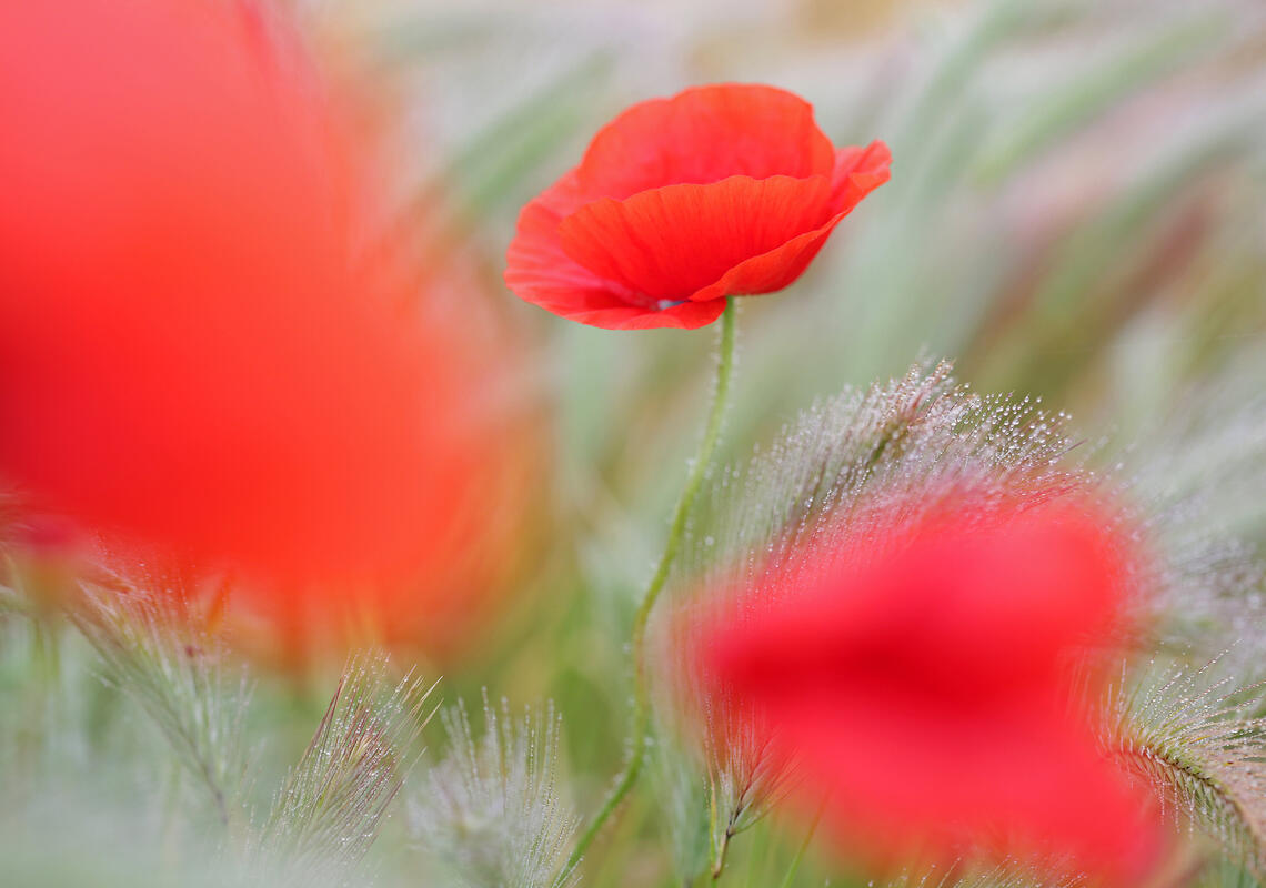 Common Poppy
