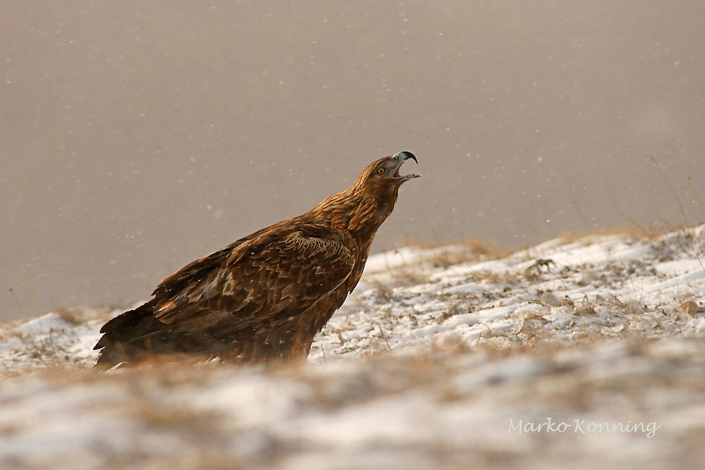 Marko Koenig, Golden eagle