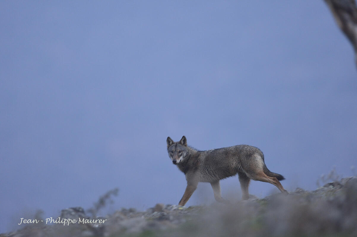 Jean-Philippe Maurer , Wolf