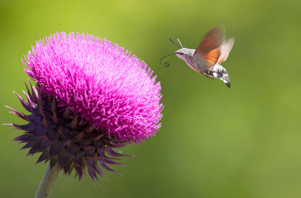 Hummingbird Hawk-moth (Macroglossum stellatarum)