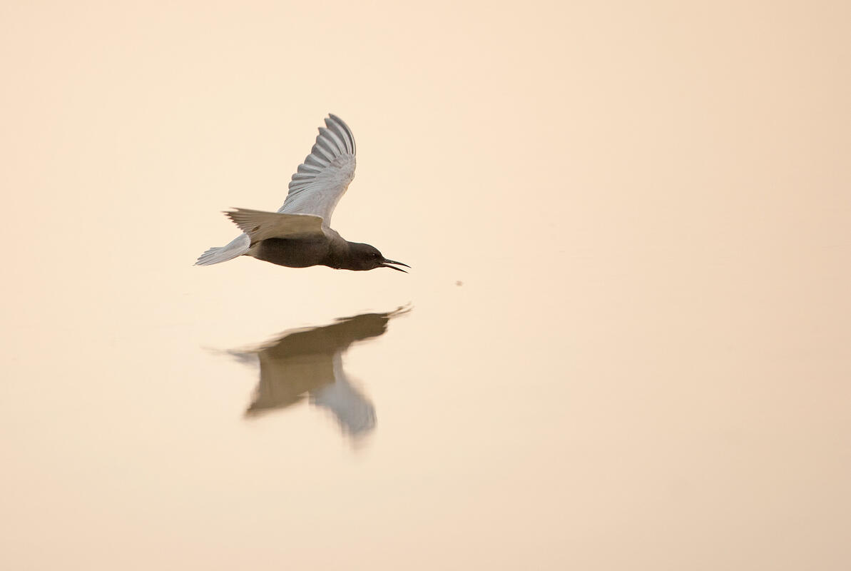 Black tern /Chlidonias niger/