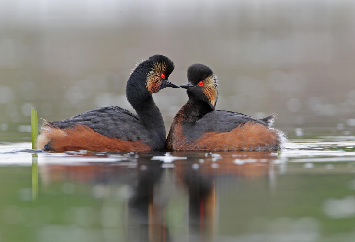 Black-necked Grebe /Podiceps nigricollis /
