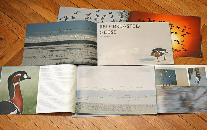 Red-breasted Geese