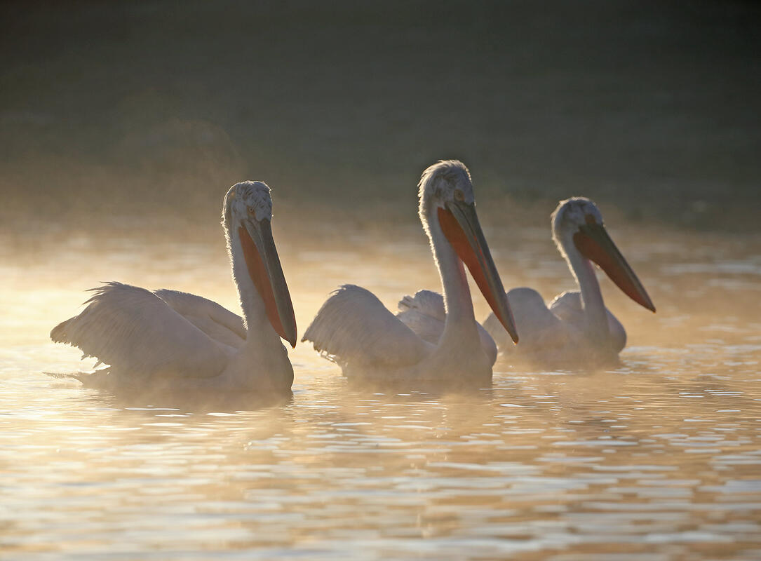 Dalmatian pelicans
