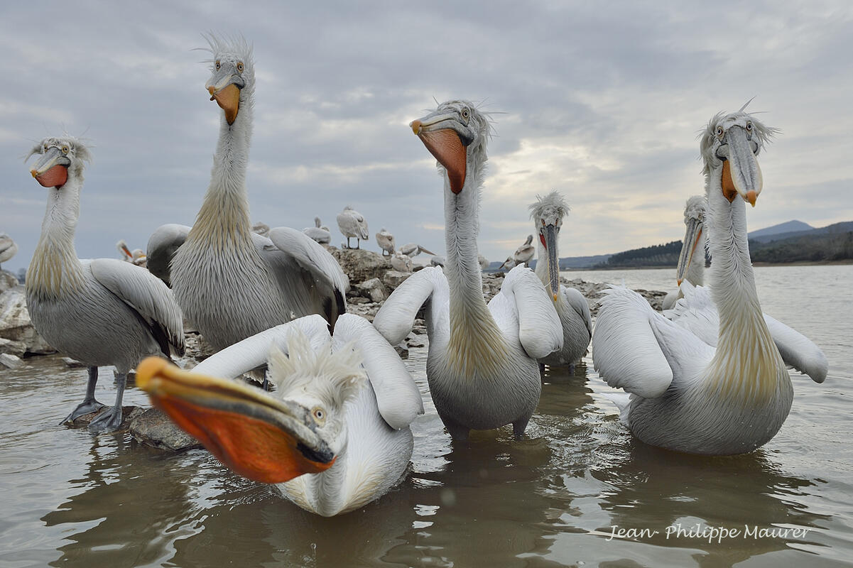Jean-Philippe Maurer , Dalmatian pelicans , Lake Kerkini