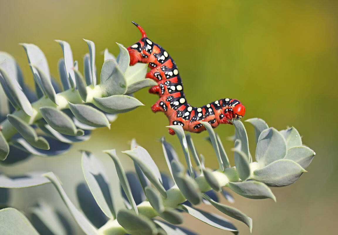 spurge hawk-moth /Hyles euphorbiae/