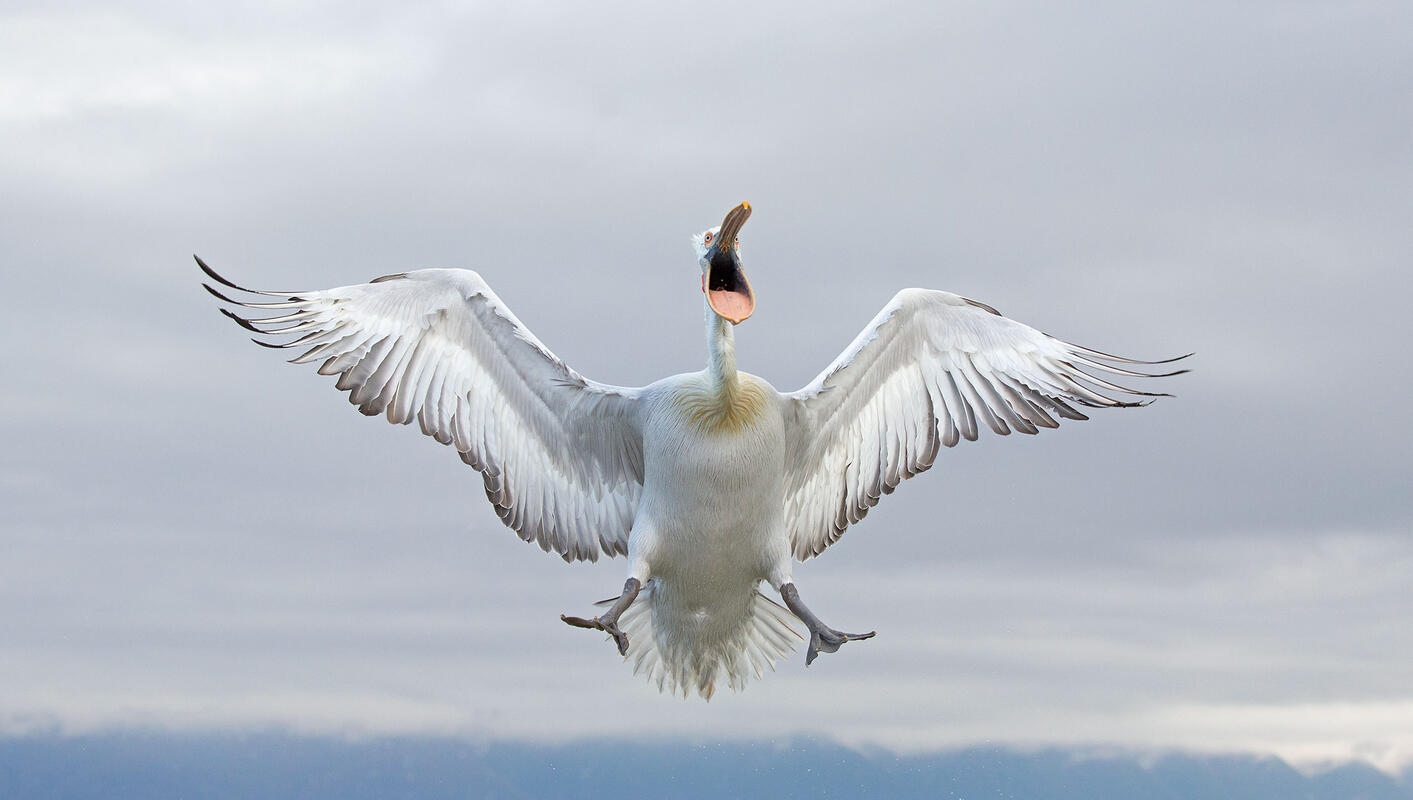 Dalmatian Pelican / Pelicanus crispus/